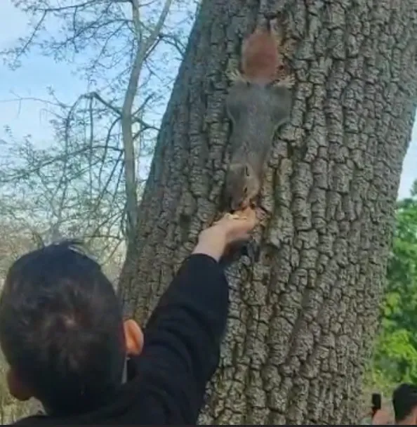 Emirgan Korusu’nda bir çocuk ağaçtaki sincabı elleriyle besledi