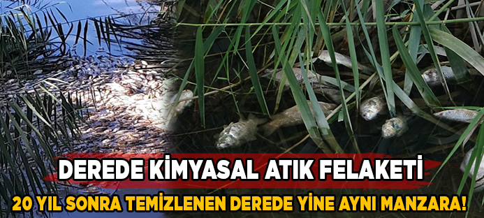 Bursa`da 20 yıl sonra ilk kez balık üreyen deredeki tüm balıkları öldürdüler