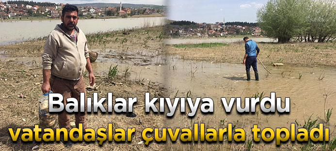 Bursa`da on binlerce balık kıyıya vurdu