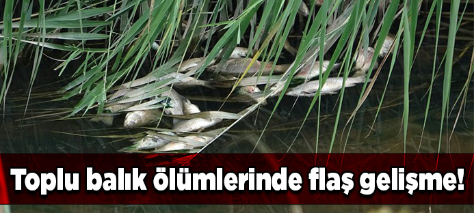 Bursa`daki toplu balık ölümlerinde flaş gelişme