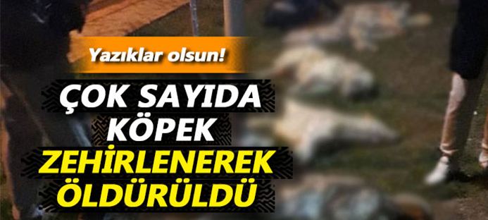 Ankara`da köpek katliamı!