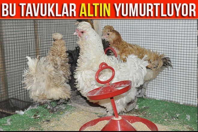  SARAY TAVUĞU ALTIN YUMURTLUYOR