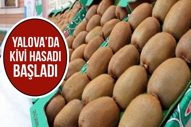 YALOVA´DA KİVİ HASADI BAŞLADI