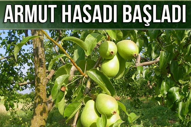 C VİTAMİNİ DEPOSU SANTA MARIA ARMUDU!