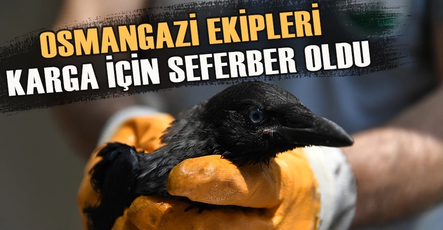 Yağmur Oluğuna Sıkışan Karga Kurtarıldı.