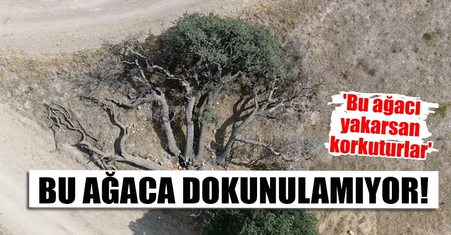 3 asırlık ağaca kimse dokunamıyor, sebebi ise çok farklı