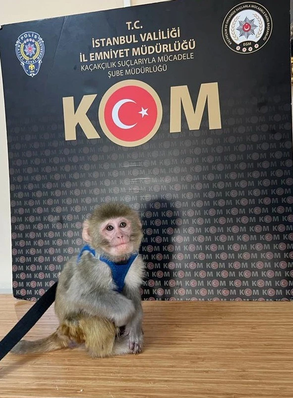  İstanbul merkezli 14 ilde tropik hayvan kaçakçılarına operasyon: 62 gözaltı 