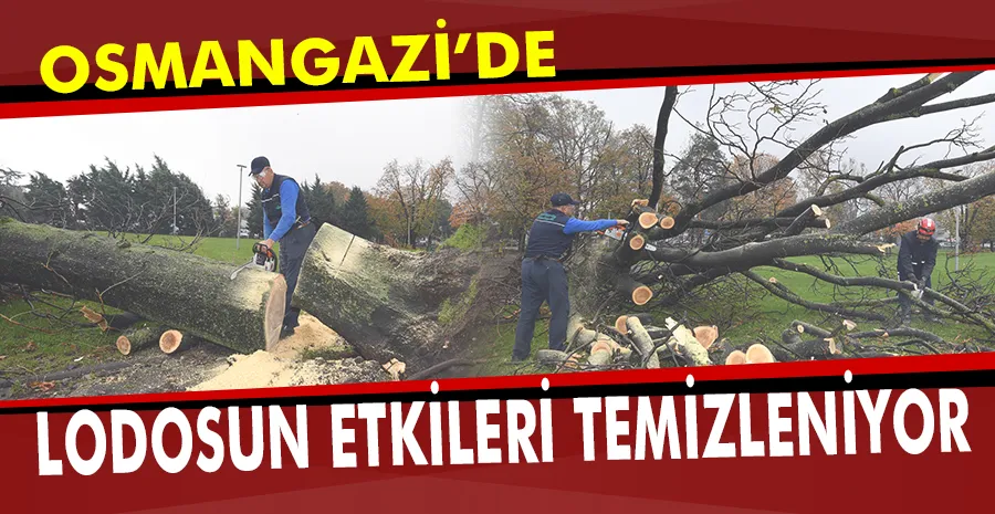 Osmangazi devrilen 350 ağacı kaldırılıyor