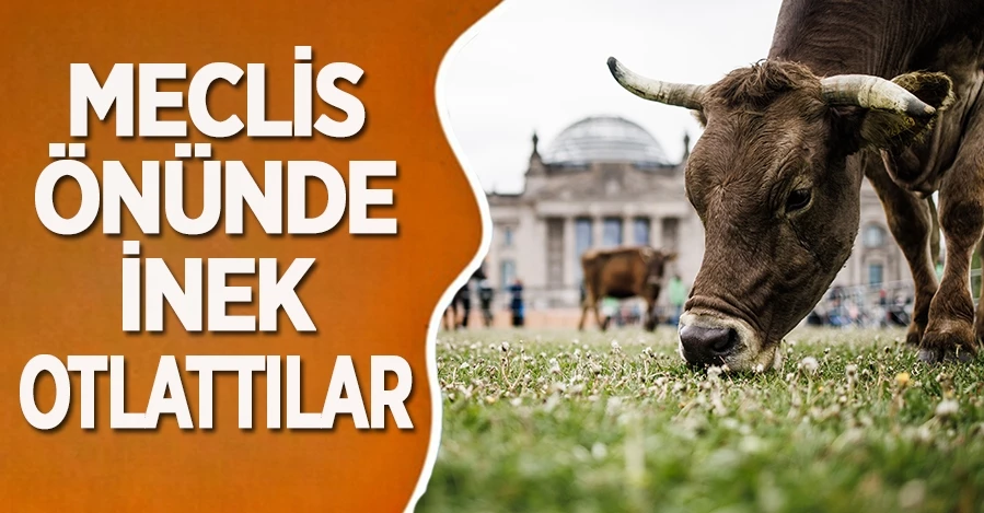  Almanya’da meclis önünde inek otlatma eylemi 
