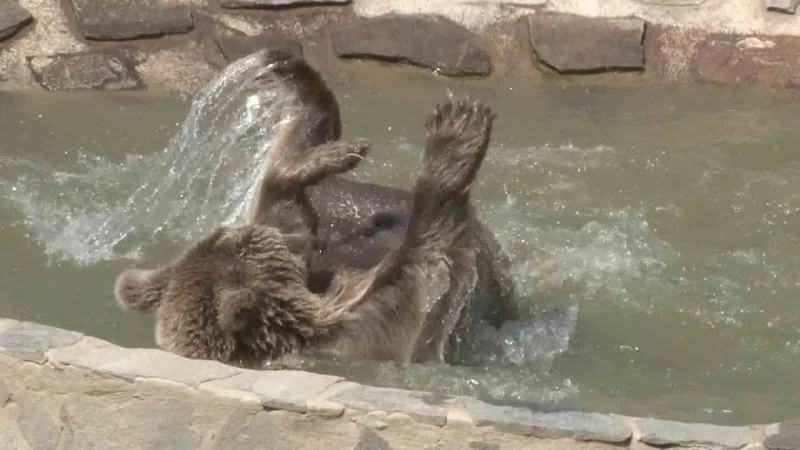 Hayvan rehabilitasyon merkezinde sıcaktan bunalan ayının havuz keyfi kamerada
