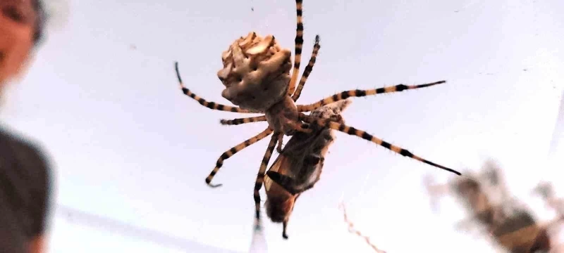 Ayvalık’ta dünyanın en zehirli örümcek türlerinden biri görüntülendi
