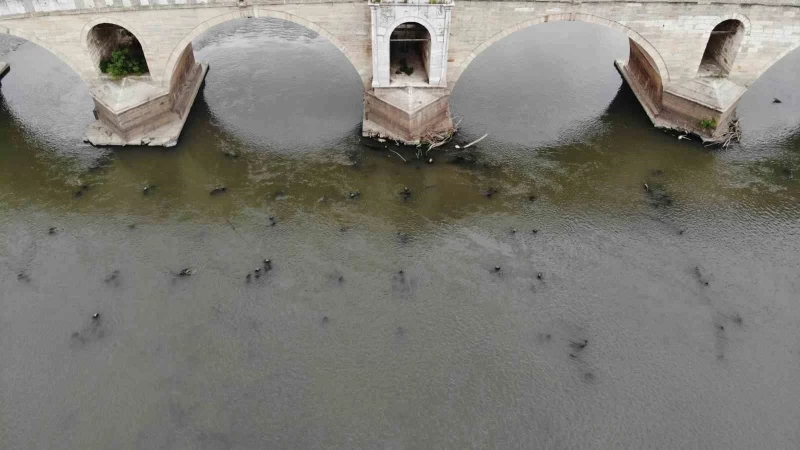 Meriç Nehri’ni kuraklık vurdu: Tarihi ahşap köprünün ayakları gün yüzüne çıktı
