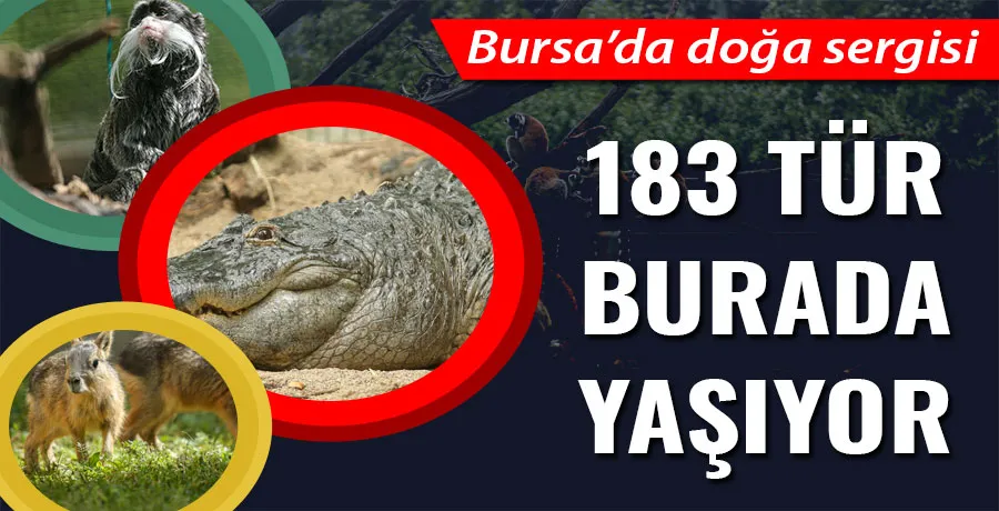 Bursa Hayvanat Bahçesi 138 türden yaklaşık bin hayvana ev sahipliği yapıyor