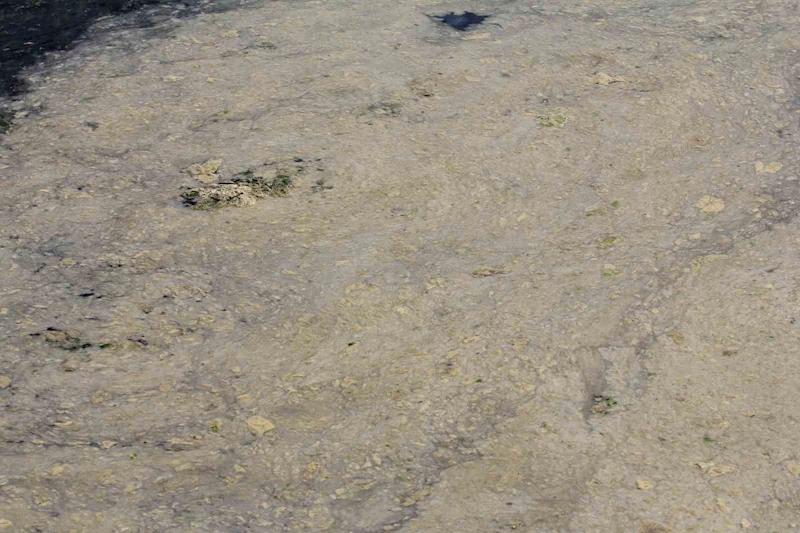 Gemlik Sahilleri’nde tehlikeli görüntü...Müsilaj balık yumurtalarını öldürüyor
