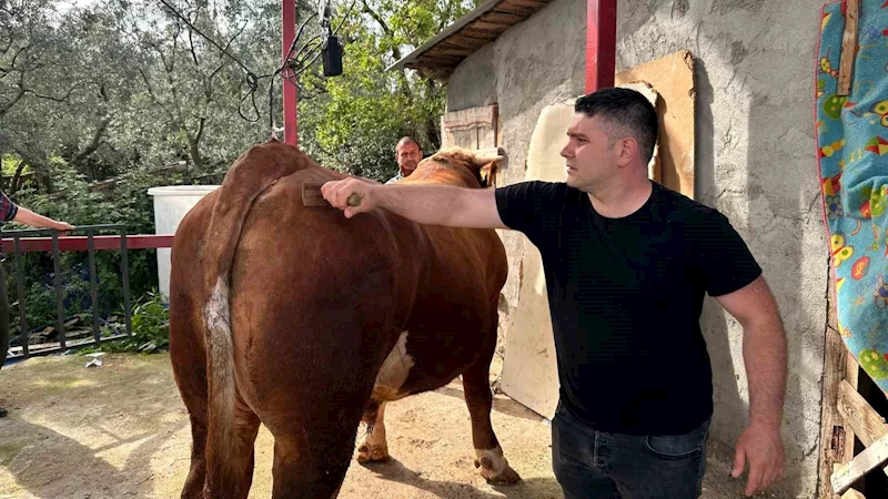 1 ton 200 kiloluk kurbanlık, araba fiyatına alıcısını bekliyor
