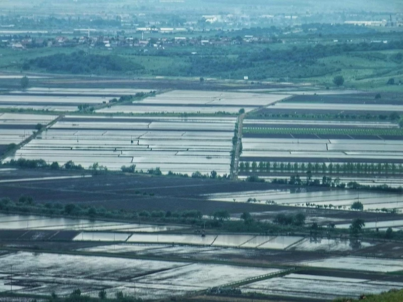 2025 sezonunda çeltik ekimine sınırlama uygulanacak
