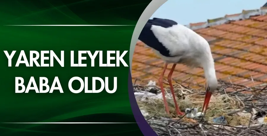 Yaren Leylek baba oldu