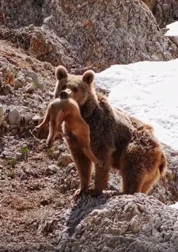 Bozayı yavru dağ keçisini avladı; o anları Bursalı fotoğrafçı görüntüledi