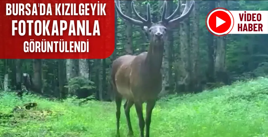 Bursa