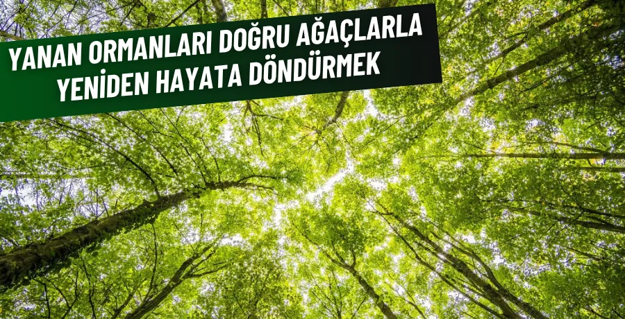Yanan Ormanları Doğru Ağaçlarla Yeniden Hayata Döndürmek