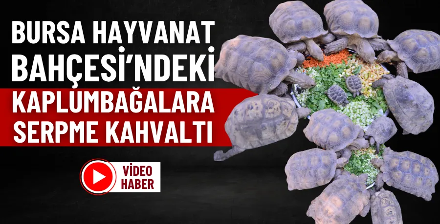 Bursa Hayvanat Bahçesi’ndeki kaplumbağalara serpme kahvaltı