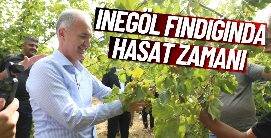 İnegöl Fındığında Hasat Zamanı