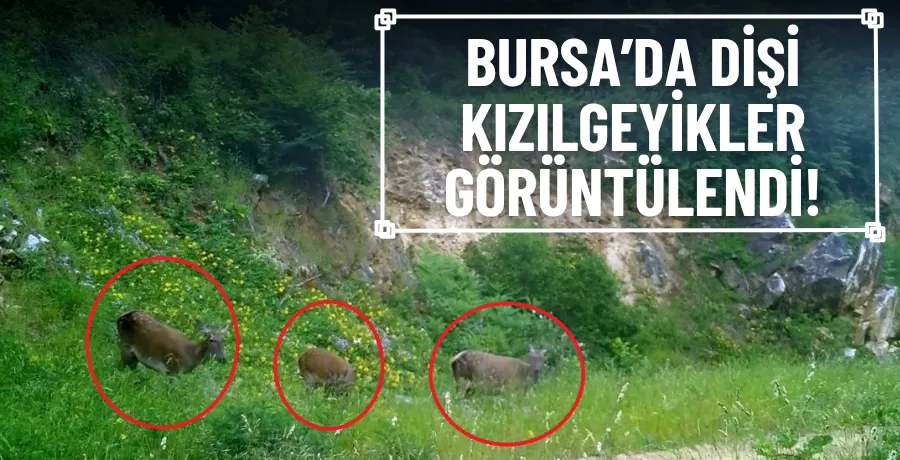 Dişi kızılgeyikler fotokapanla görüntülendi